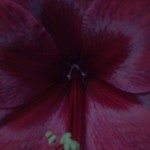 2009 misc 005