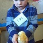 Jake with a baby chick