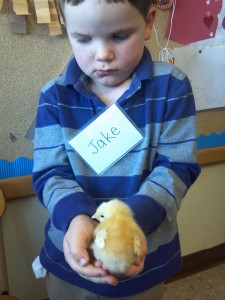 Jake with a baby chick